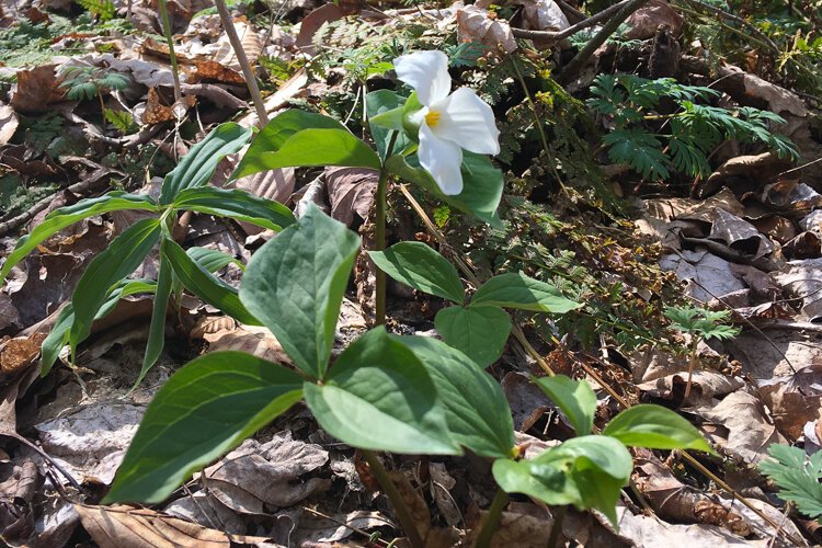 Wildflowers, Hinckley Reservation.